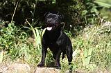 STAFFIE 373